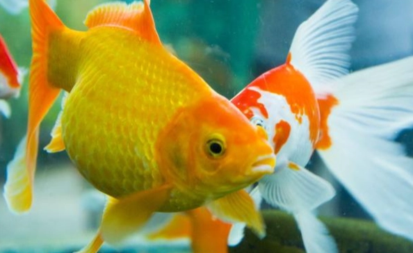 魚鰾清洗方法