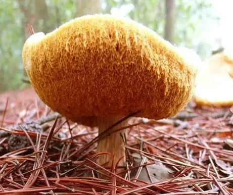猴頭菇烹飪前處理 猴頭菇烹飪前處理