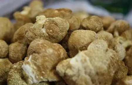 猴頭菇安全食用 猴頭菇安全食用