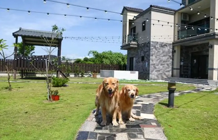 宜蘭海景寵物民宿終極指南：帶毛孩入住絕美海岸的實用秘笈