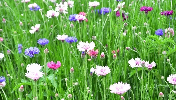 矢車菊開花 矢車菊開花