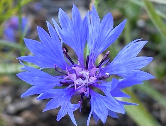 花語應用 花語應用