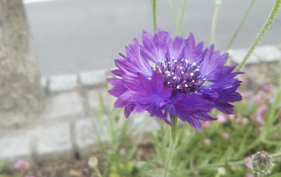 矢車菊花束 搭配 矢車菊花束 搭配