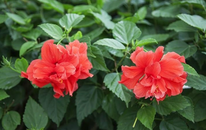 扶桑花刺青意思全解析：從夏威夷熱情到日本美學的深度指南