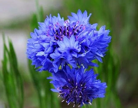 矢車菊賞花地點 矢車菊賞花地點