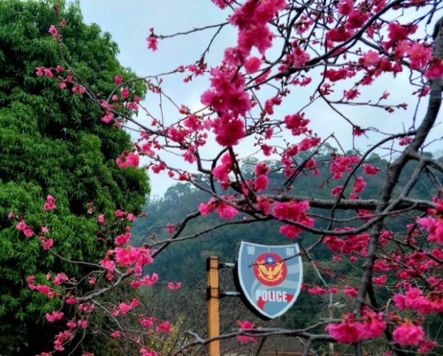 泰安櫻花 泰安櫻花