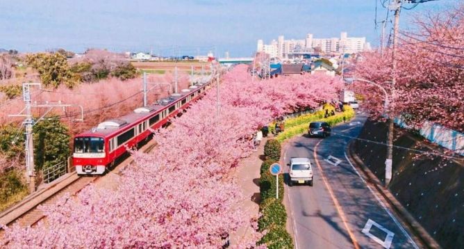 櫻花濱城 櫻花濱城