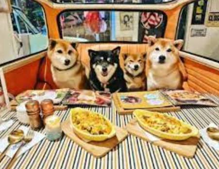 台中寵物友善飯店 台中寵物友善飯店