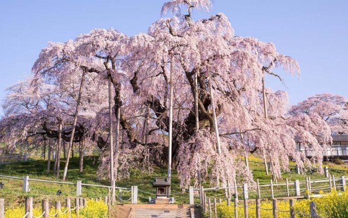 櫻花濱城 櫻花濱城