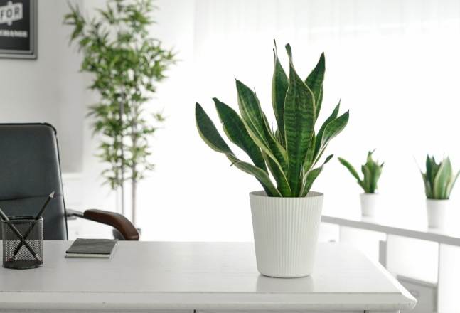 辦公室植物