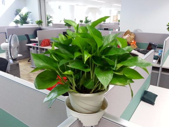 辦公室植物 辦公室植物