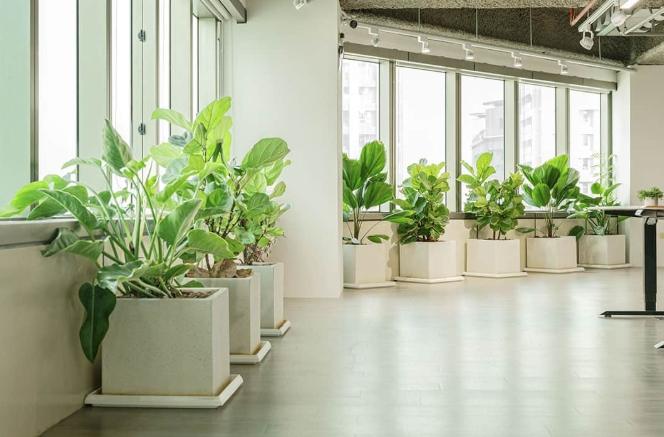 辦公室植物 辦公室植物