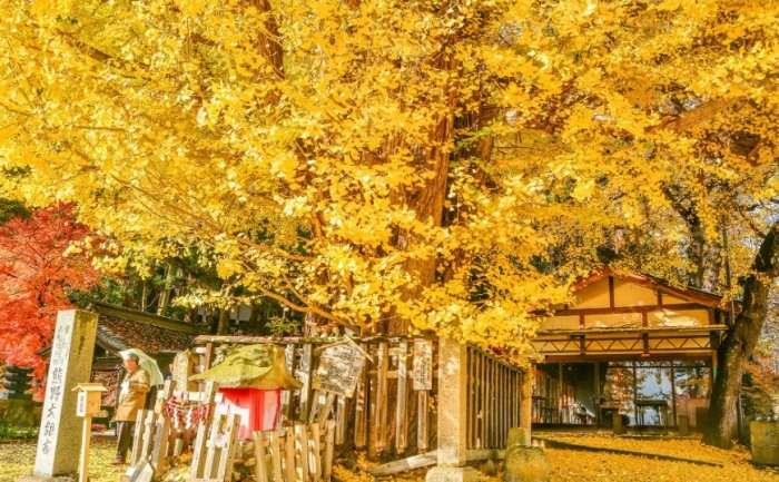 銀杏花語