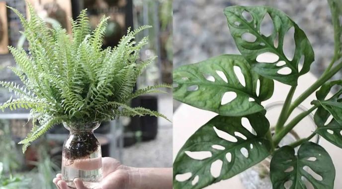 辦公室植物 辦公室植物
