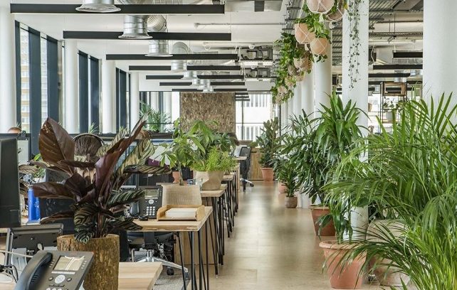 辦公室植物 辦公室植物