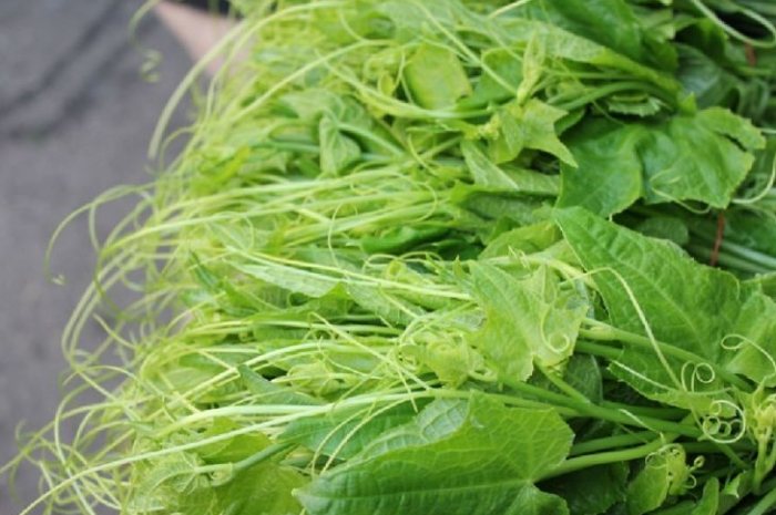 炒龍鬚菜 炒龍鬚菜