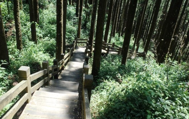 大凍山步道 大凍山步道