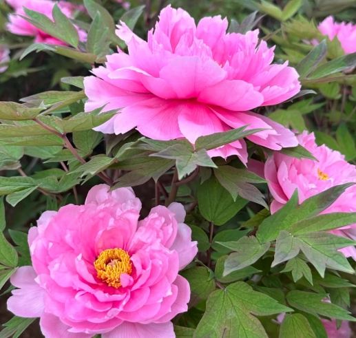 牡丹花栽培