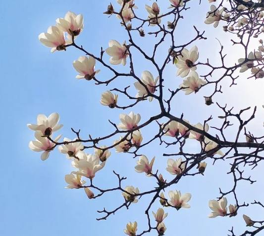 木蘭花養護
