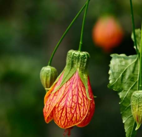 燈籠花象徵 燈籠花象徵