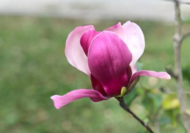 木蘭花 木蘭花