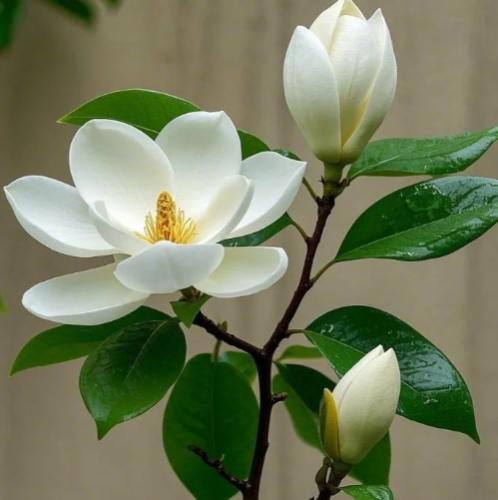 木蘭花養護