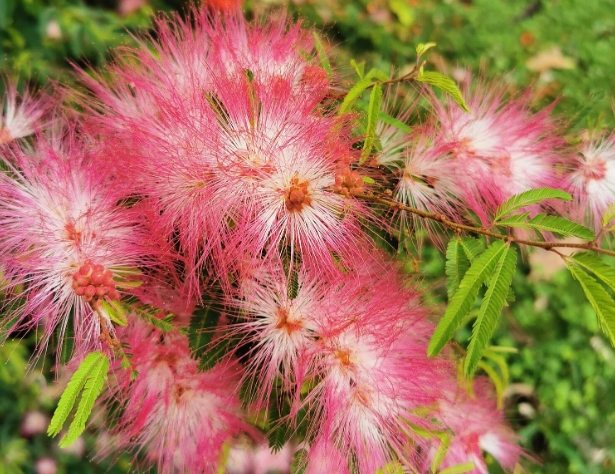 合歡花象徵