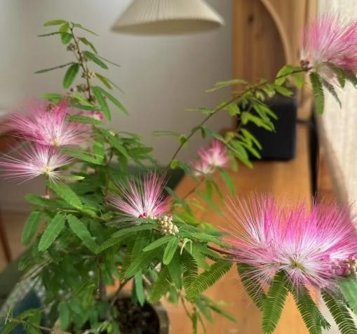 合歡花識別 合歡花識別