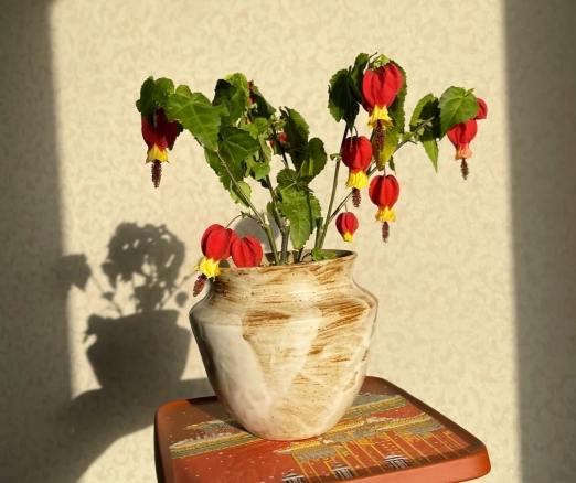 燈籠花養護