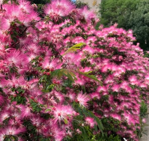 合歡花用法