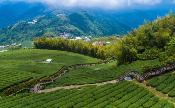 阿里山住宿