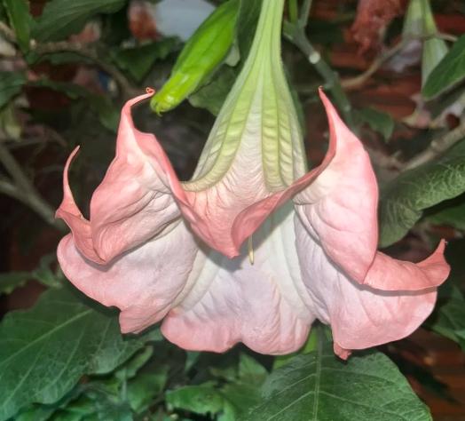 曼陀羅花毒性 曼陀羅花毒性