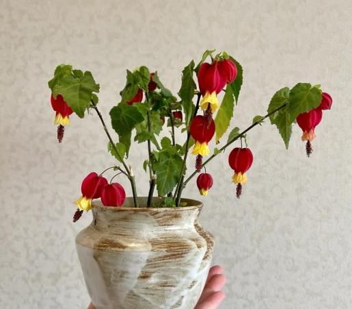 燈籠花種植
