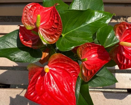 火鶴花中毒處理 火鶴花中毒處理