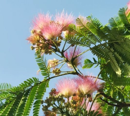 台灣合歡花 台灣合歡花