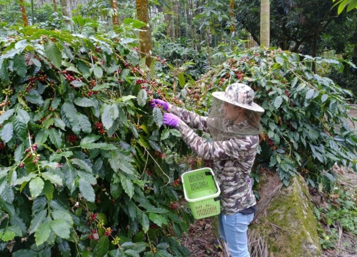 東山咖啡豆推薦 東山咖啡豆推薦