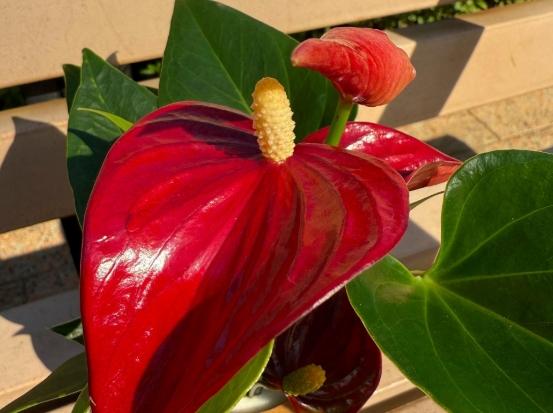 火鶴花毒性 火鶴花毒性