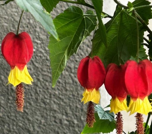 燈籠花養護