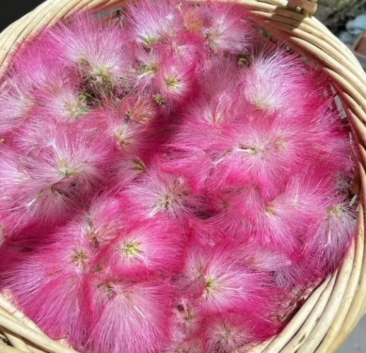 合歡花識別 合歡花識別