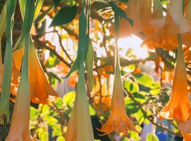 曼陀羅花語意義 曼陀羅花語意義
