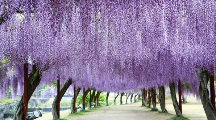 紫藤花觀賞