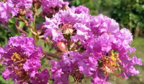 紫薇花養護 紫薇花養護
