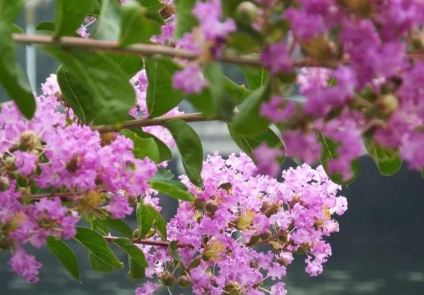 紫微種植養護