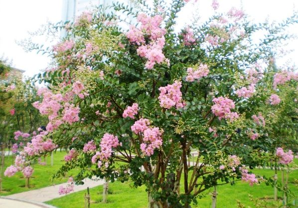 紫薇花栽培