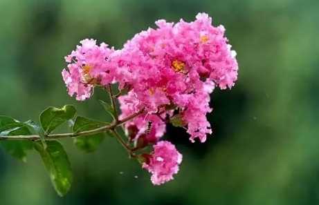 紫薇花種類