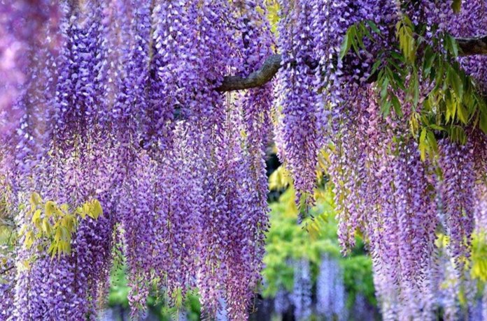 紫藤花觀賞