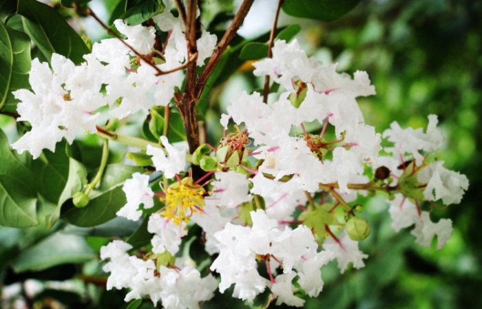 白色花卉養護