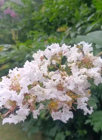紫薇花觀賞