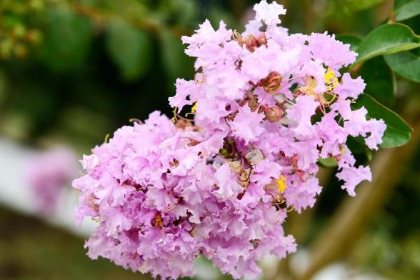 紫薇花觀賞 紫薇花觀賞