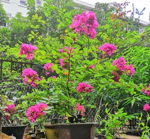 紫薇花養護